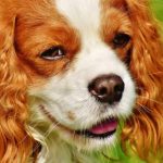 Read more about the article Keep Your Dog On His Best Behavior With These Training Tips