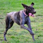 Read more about the article Train Your Dog More Effectively With These Tips