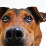 Read more about the article Dog Training Made Easy With This Great Advice