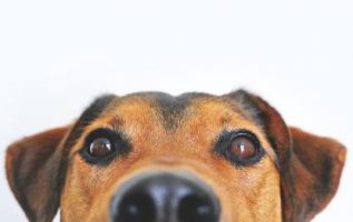 Training Your Dog Advice For Better Behaved Pets 3