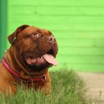 Read more about the article Pointers To Help You In Your Canine Training Efforts