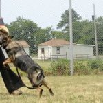 Read more about the article Train Any Dog With These Handy Hints And Tips