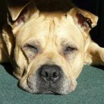 Read more about the article Helpful Tips And Techniques To Train Your Dog