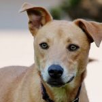 Read more about the article These Tips Will Make Training Your Dog Really Easy