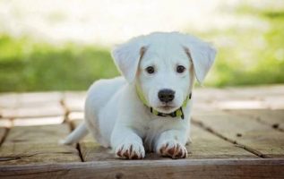 Step Up Your Dog Training With These Simple Tips 2