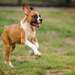 Read more about the article Hard Time Training Your Pooch? Try These Tips!
