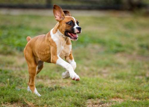 Hard Time Training Your Pooch? Try These Tips! 1