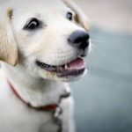 Read more about the article Simple And Painless Puppy Training Tips For All Types