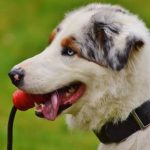 Read more about the article Essential Advice On How To Train Your Dog