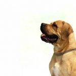 Read more about the article Puppy Training Tips For You And Your Dog