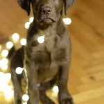 Read more about the article Using Play When Training Your Dog.