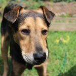 Read more about the article Training Your Dog Well Is A Worthwhile Investment