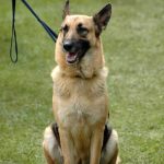 Read more about the article How To Show Your Dog Who’s Boss