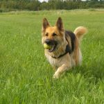 Read more about the article Handy Tips To Help You Successfully Train Your Dog