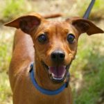 Read more about the article Train Your Dog To Be Well-Behaved With These Tips