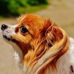 Read more about the article The Best Way To Easily Train Your Dog