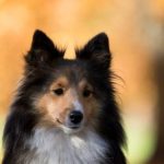 Read more about the article Helpful Techniques To Train Your Family Dog