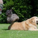 Read more about the article Easy Methods To Help Train Your Dog