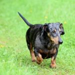 Read more about the article Effective Methods To Train Your Dog