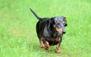 Effective Methods To Train Your Dog 4
