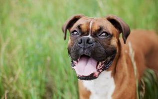 The Ins And Outs Of Effective Training Your Dog 4