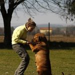Read more about the article Roll Over! Tips For Training Your Dog