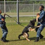 Read more about the article Patience Is A Dog Trainer’s Best Tool