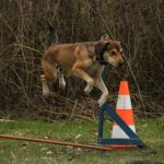 Read more about the article Easy And Effective Tips For Training Your Dog