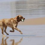 Read more about the article Canine Training Will Bring You Closer To Your Dog