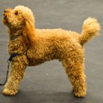 Read more about the article Simple Dog Training Techniques Anyone Can Use