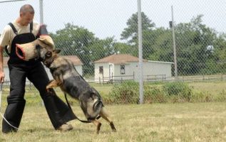 Dog Training Made Easy With These Great Tips 4