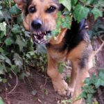 Read more about the article Teach Your Dog Fun Tricks, It’s Not All Sit And Stay.