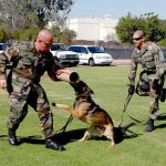 Read more about the article Make Canine Training Easier And More Effective With These Quick Tips