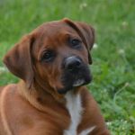 Read more about the article How To Get What You Want From Your Dog