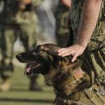 Read more about the article The Real Way To Train Your New Dog.