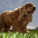 Read more about the article Great Advice For Successfully Training Your Dog