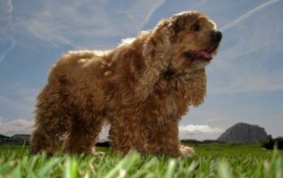 Tips And Ideas For Successful Training Your Dog 4