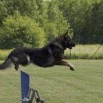Read more about the article If Your Having A Difficult Time Training Your Dog, Try These Suggestions