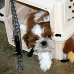 Read more about the article Canine Training With A Few Easy Tips