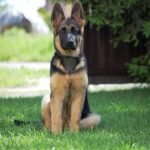 Read more about the article The Beginners Guide To Successful Dog Training