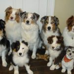 Read more about the article Making The Most Of Your Puppy Training Experience