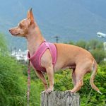 Read more about the article Barking Lot Mobile Grooming | Dog & Cat Grooming & Supplies | 33610