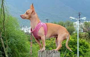 Canine Training Basics For Any Family 3