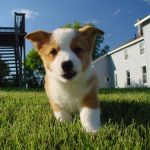 Read more about the article Make Your Dog The Neighborhood’s Favorite Pet!