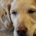 Read more about the article Time Spent Training Your Dog Goes A Long Way