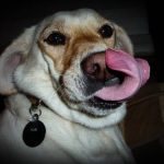 Read more about the article Lefferts Animal Hospital | Pet Grooming | 11418 | Richmond Hill |