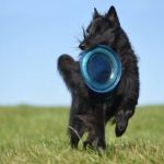 Read more about the article Pooches Sport and Spa Inc | Pet Grooming | 11109 | Long Island City |