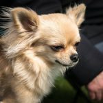 Read more about the article Ehrlich Animal Hospital | Dog & Cat Grooming & Supplies | 33626