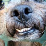 Read more about the article Paw Spaw | Dog & Cat Grooming & Supplies | 33629