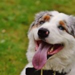 Read more about the article Glamor Pet Salon Spa | Pet Grooming | 07302 | Jersey City | Waldo